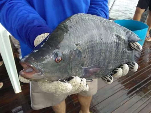 PESQUISA E INOVAÇÃO  ][  Pesquisadores desenvolvem produto natural que fortalece sistema imunológico da tilápia